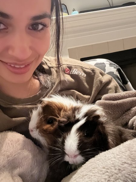 Two sweet female bonded guinea pigs