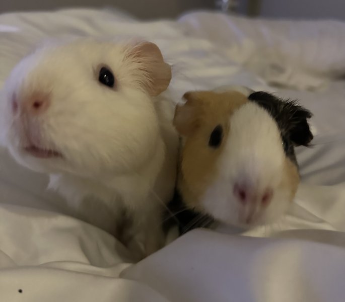 Female Piggy Pair Looking for a New Home