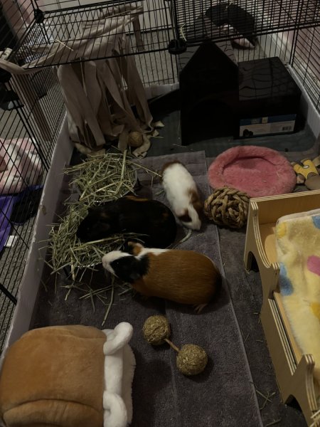 3 female guinea pigs two bonded