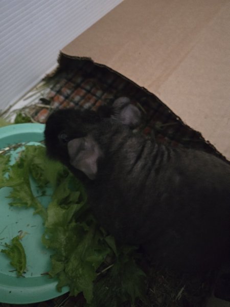 2 Male Skinny Pigs with werewolf features