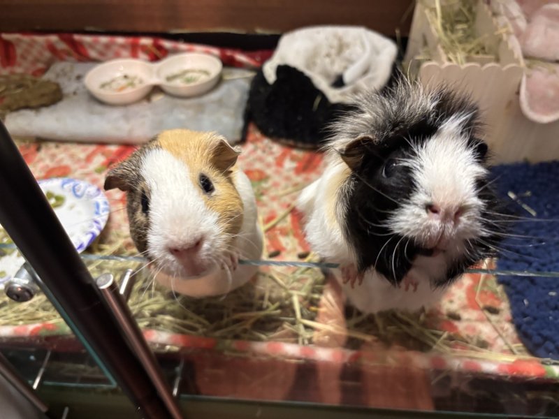 Two male guinea pigs