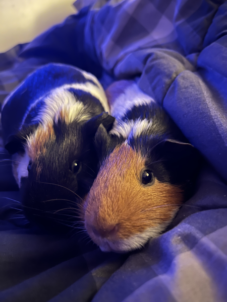 Two 1 Year Old Female Guineas