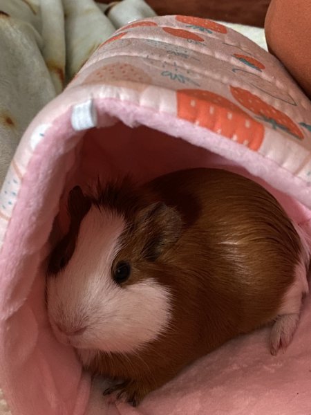 Two Female Piggy’s : Bubbles &amp;amp; Chunks