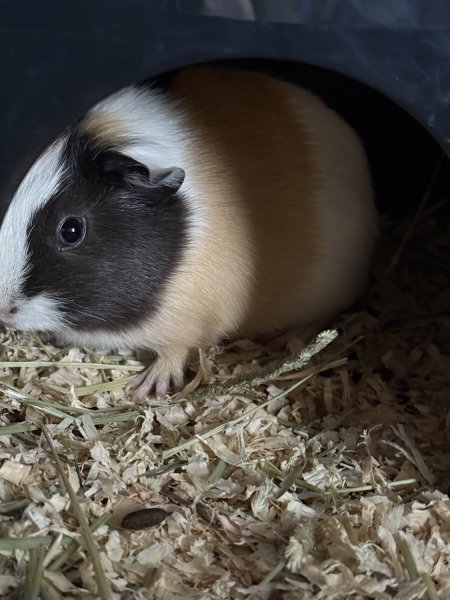 Two: 5 month old Female Guinea pigs
