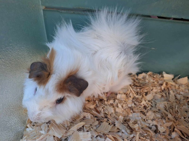 2 Male Guinea Pigs