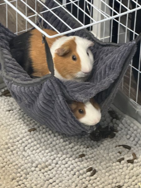 2 sweet male guinea pigs ( bonded)