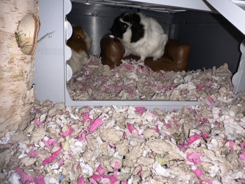 ? Two Adorable Long-Haired Female Guinea Pig