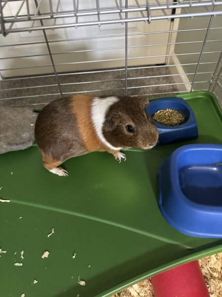 Fantastic Female Guinea Pig with Everything!