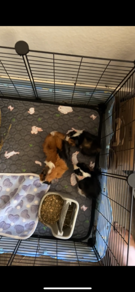 Rehoming for 3 Guinea pigs
