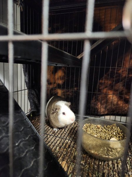 Handsome loving Guinea Pig for sale