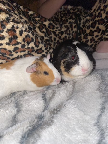 2 female bonded guinea pigs looking for a hom