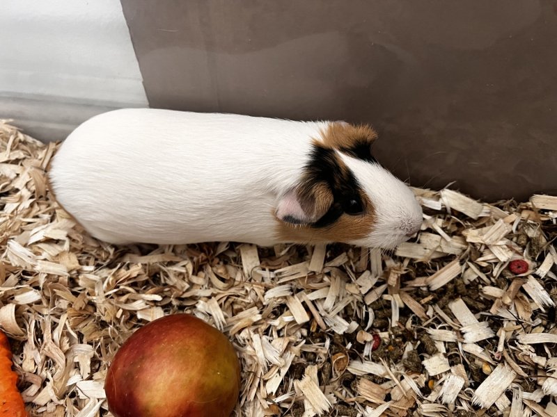 Beautiful white Guinea Pig