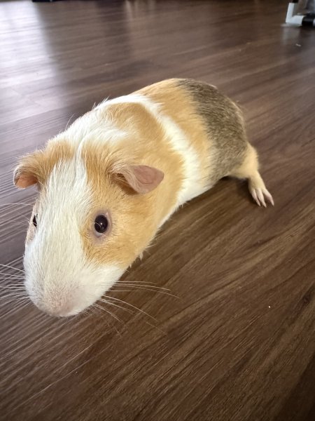 Handsome white guinea pig with brown spot!