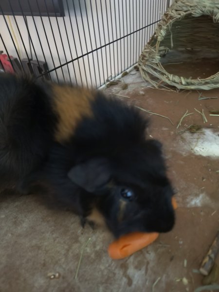 Guinea pig rehome