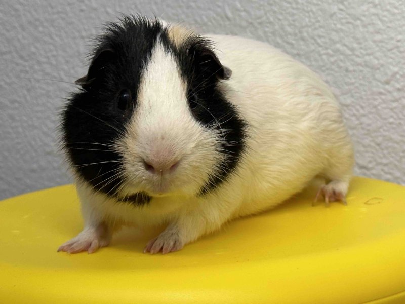 1 male guinea pig looking for new home
