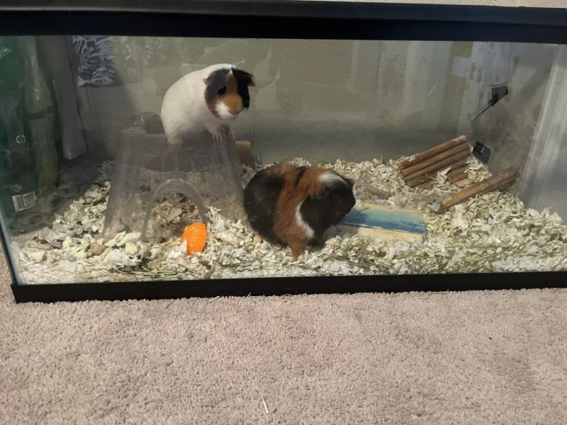 Looking to rehome 2 Guinea pigs