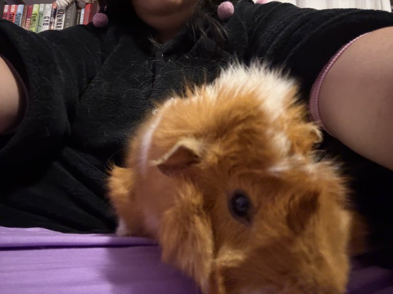 2 male Abyssinian brothers for adoption