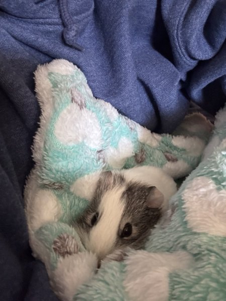 2 eight week old female guinea pigs