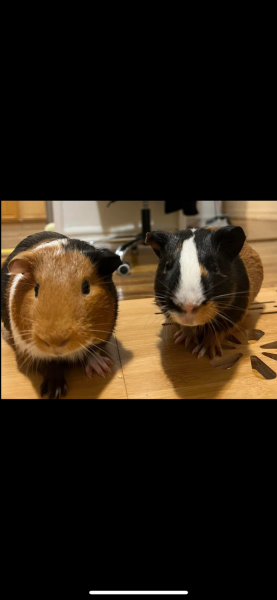 Two Male Bonded Guinea pigs