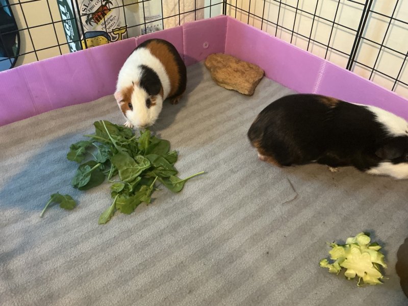 Pair of bonded male brothers guinea pigs