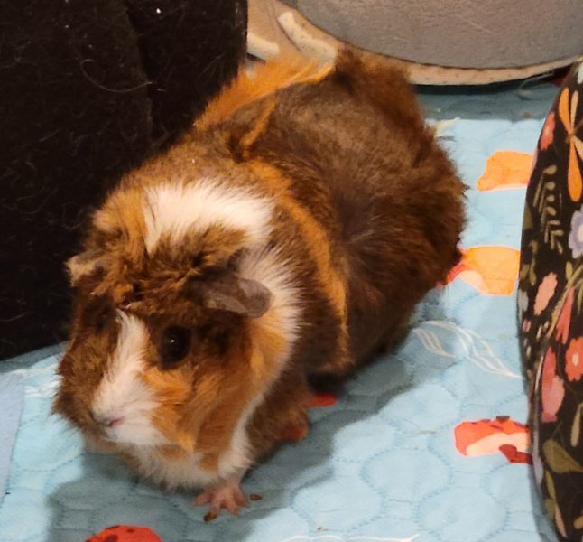 Two bonded female rescues