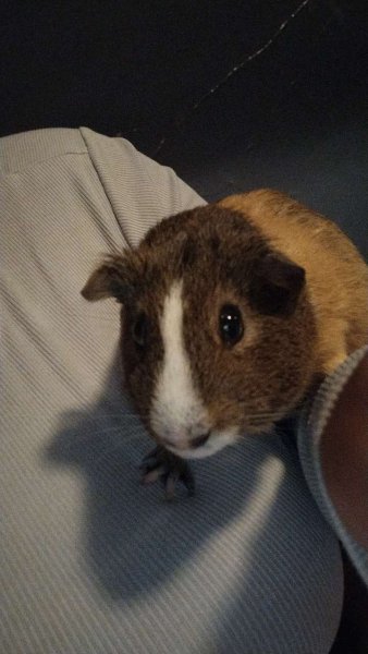 Male Guinea Pig