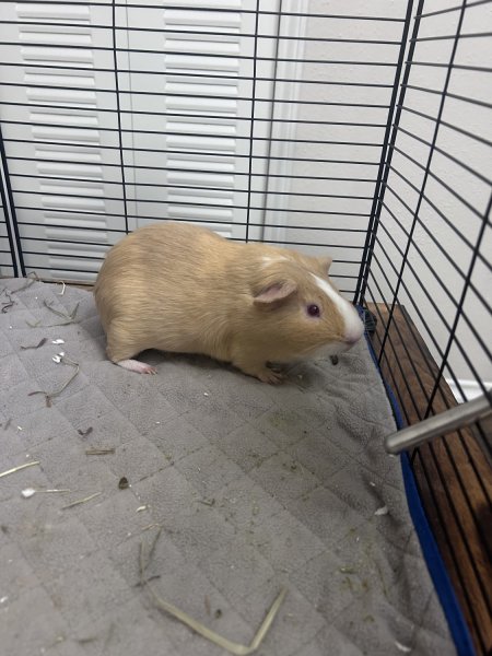 Two Baby Boy Guinea Pigs