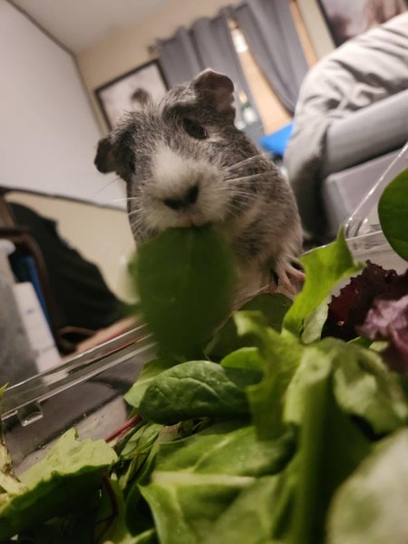 Female guinea pig looking for furever home