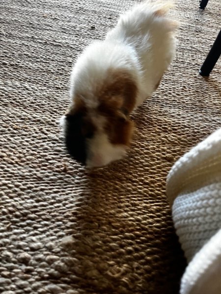 Seeking new friend(s) for a unfixed male