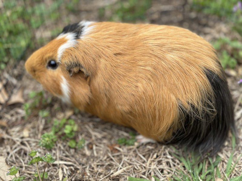 One long hair female with cage and supplies