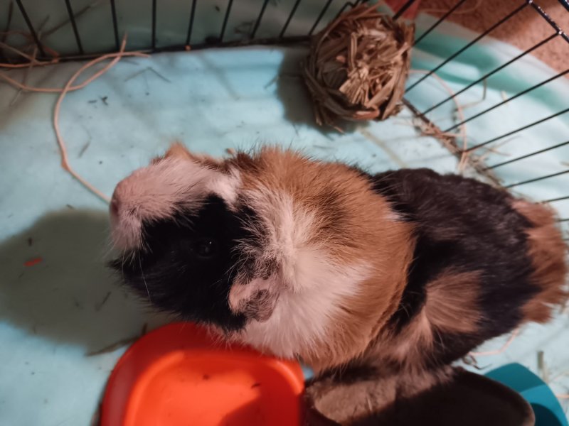 Bean and peanut 4yr old abyssinian guinea pig