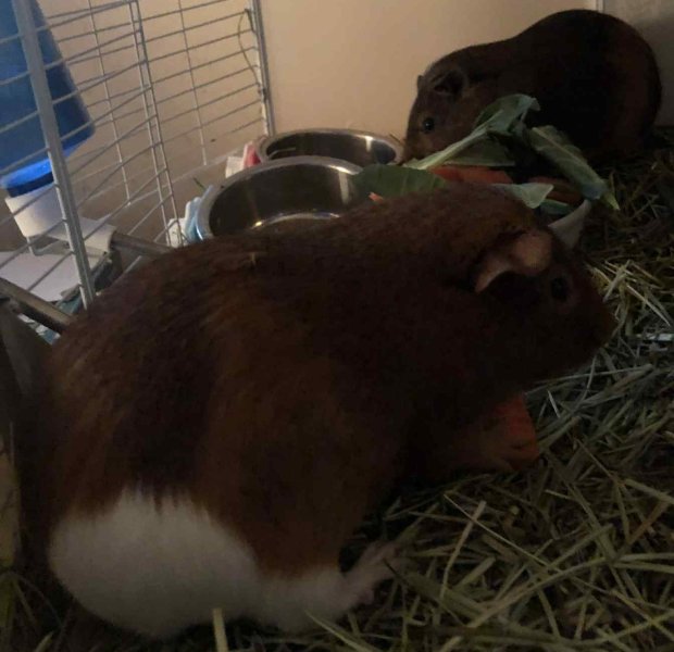 Busy Brothers Need More Attention