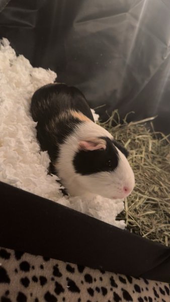 3 year old female guinea pig -need to rehome