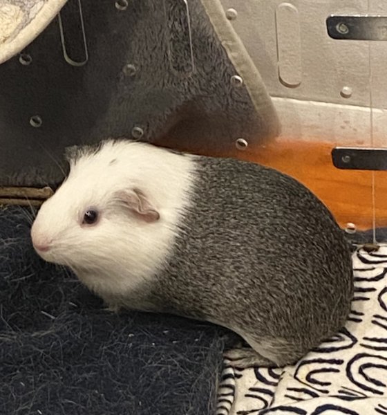 2 female piggies - less than a year old