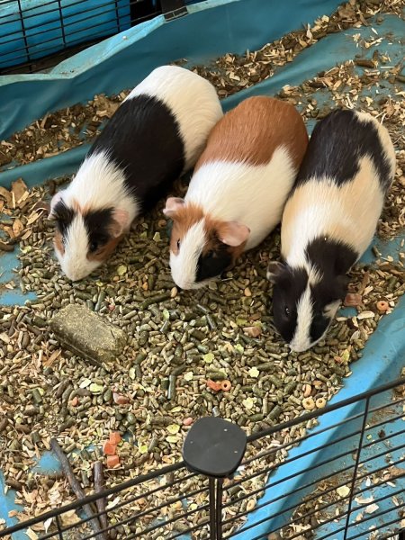Guinea pig for free adaption 4 males 2 female