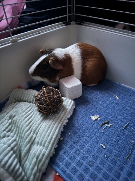 Male Guinea Pig