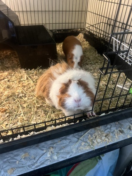 Thelma and Louise- female sisters