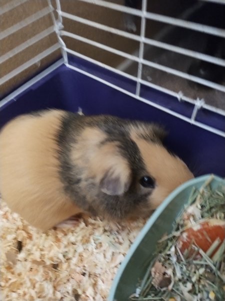 Brown and gray (I think) guinea pig