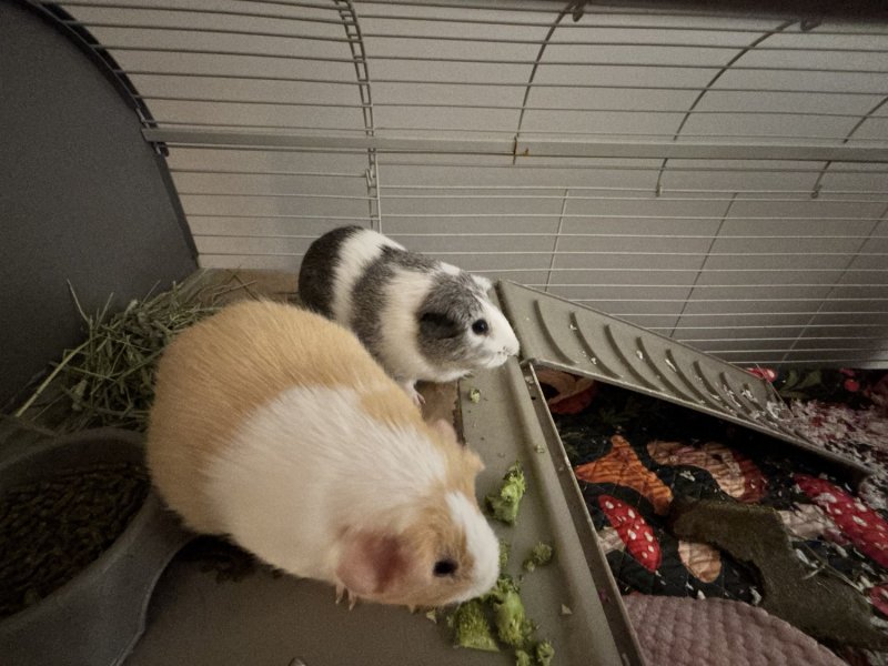 Two Adult Female Guinea Pigs Sweet and Social