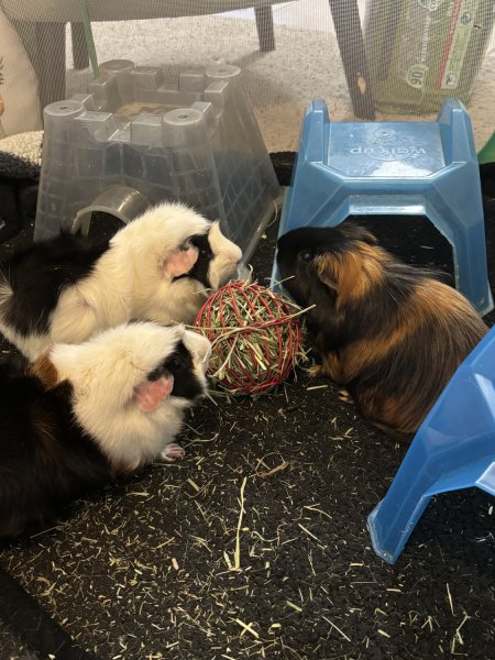 I am looking for a loving home for my pigs!