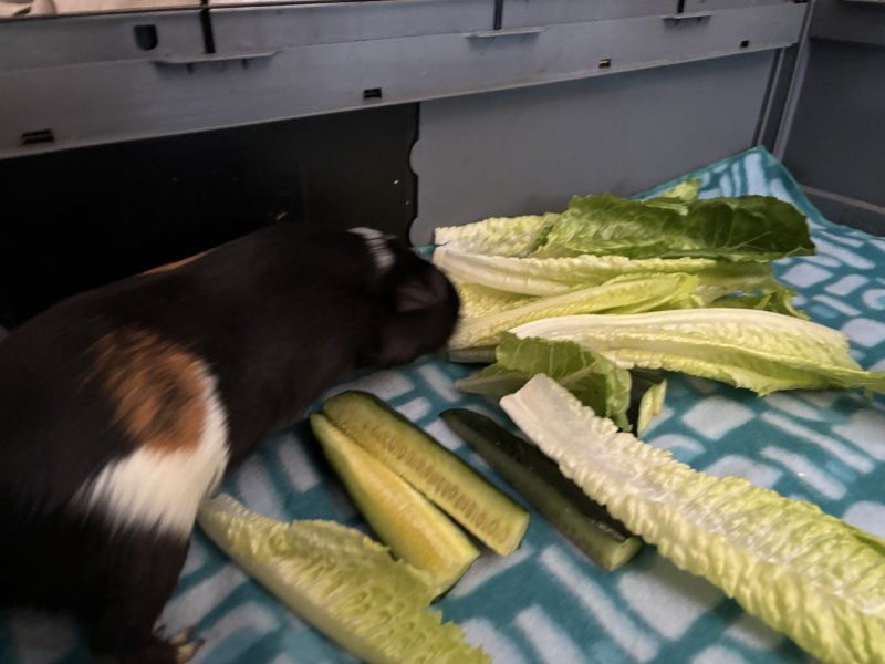 3 Guinea pigs (all male) 6months