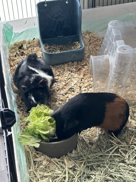 Two adorable female guinea pigs