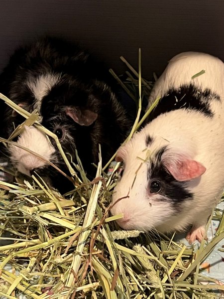 2 Bonded Female Piggies need a new home