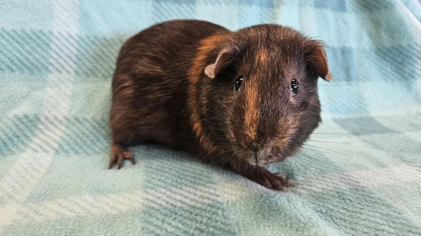 Fearful solo guinea pig male- Simba