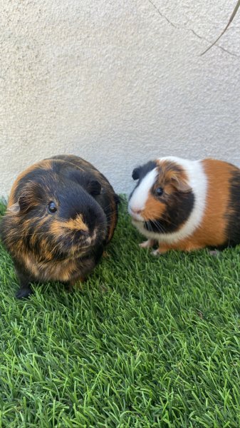Adopt A Guinea Pig Family Of 3!