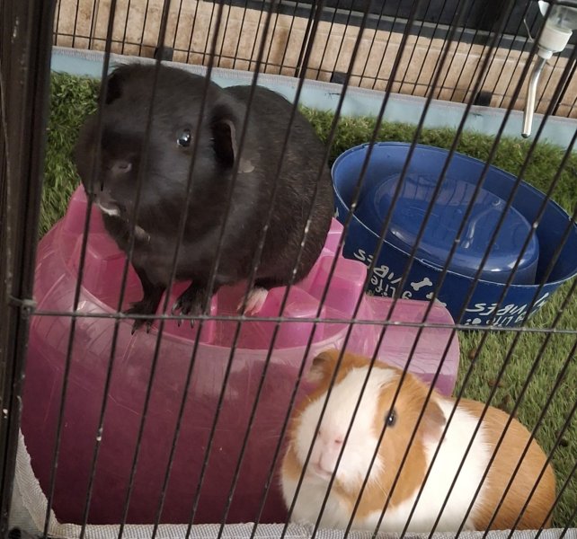 In need to rehome Otto and Bonbon