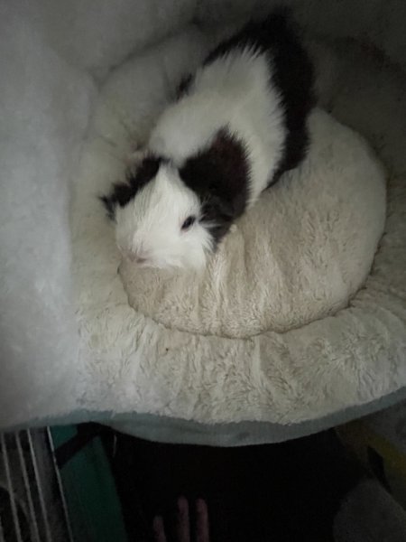 Bonnie (guinea pig, 5 years old)