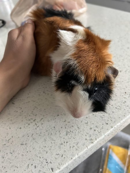 Rehoming Guinea pig with Cage