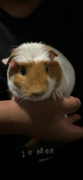 2 male guinea pigs