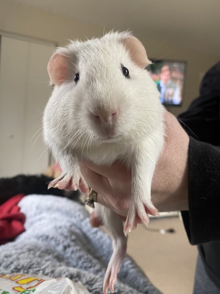 2 guinea pigs that have to be paired together